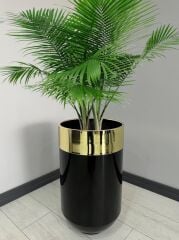 Dekoratif Gold Darbuka Parlak Siyah Saksı 70cm