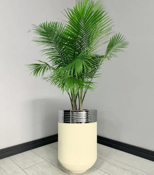 ELEGANT Dekoratif Krom Darbuka Krem Saksı 60cm ELGNT60KRMSAKB