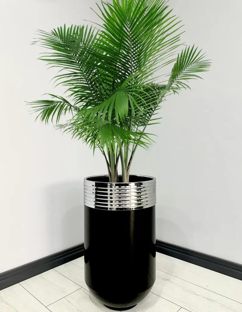 ELEGANT Dekoratif Krom Darbuka Parlak Siyah Saksı 70cm 